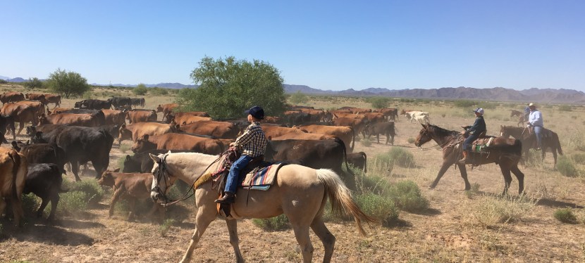 The Food Continuum Includes Our Ranch and Your&nbsp;Family!