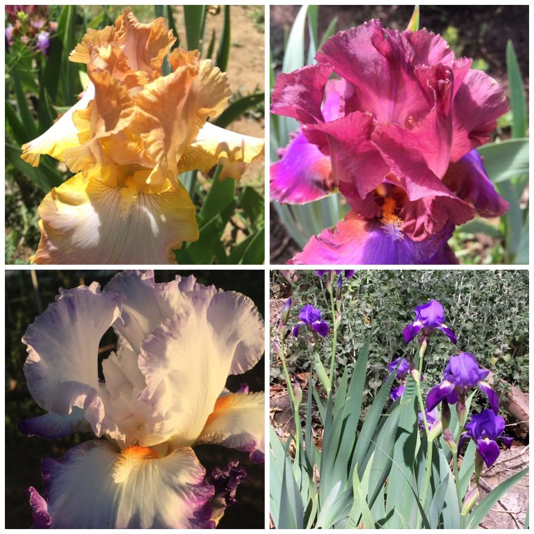 6-24-2016_Pam's flowers