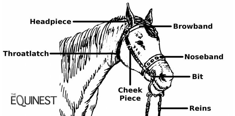 bridle-terms