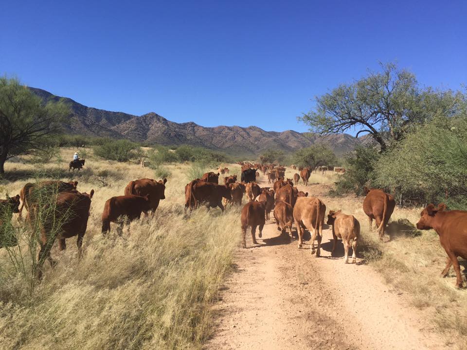 14708286_10208892579084683_5412580668099285948_n