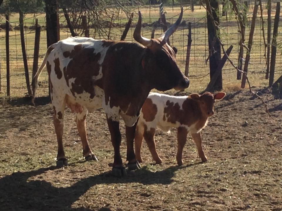 15027896_1805435573006019_3396718241778381924_n