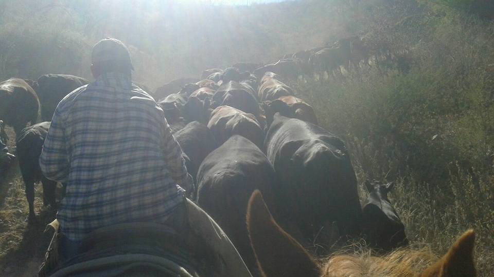 15094425_200136007104153_4855482910062198301_n