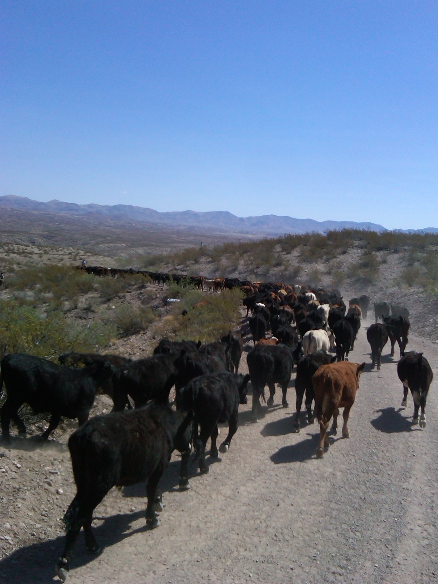 Meet Your Rancher: The Menges Family – Arizona Beef Blog