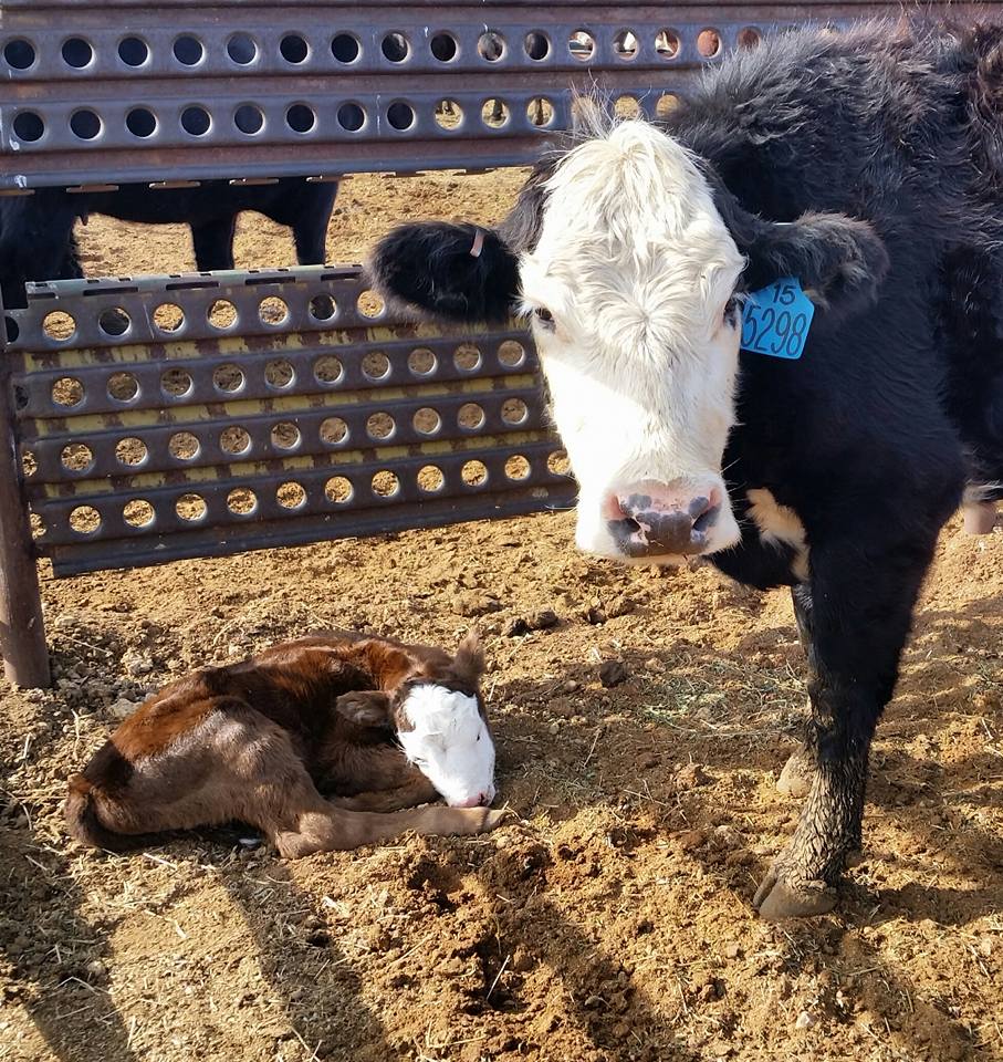 16938963_1456571744353673_8039445036204155202_n