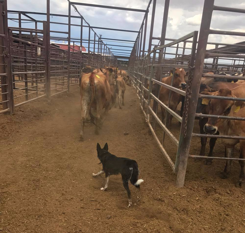 20205797_1725761007452884_1352783856_o