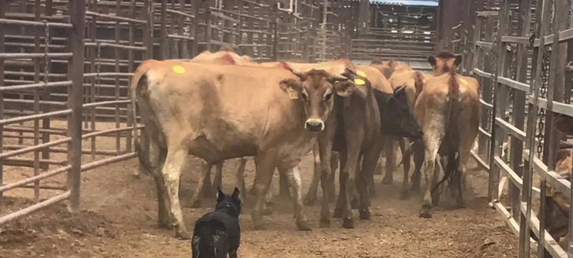 The Dog Days of Summer-Ranch&nbsp;Edition