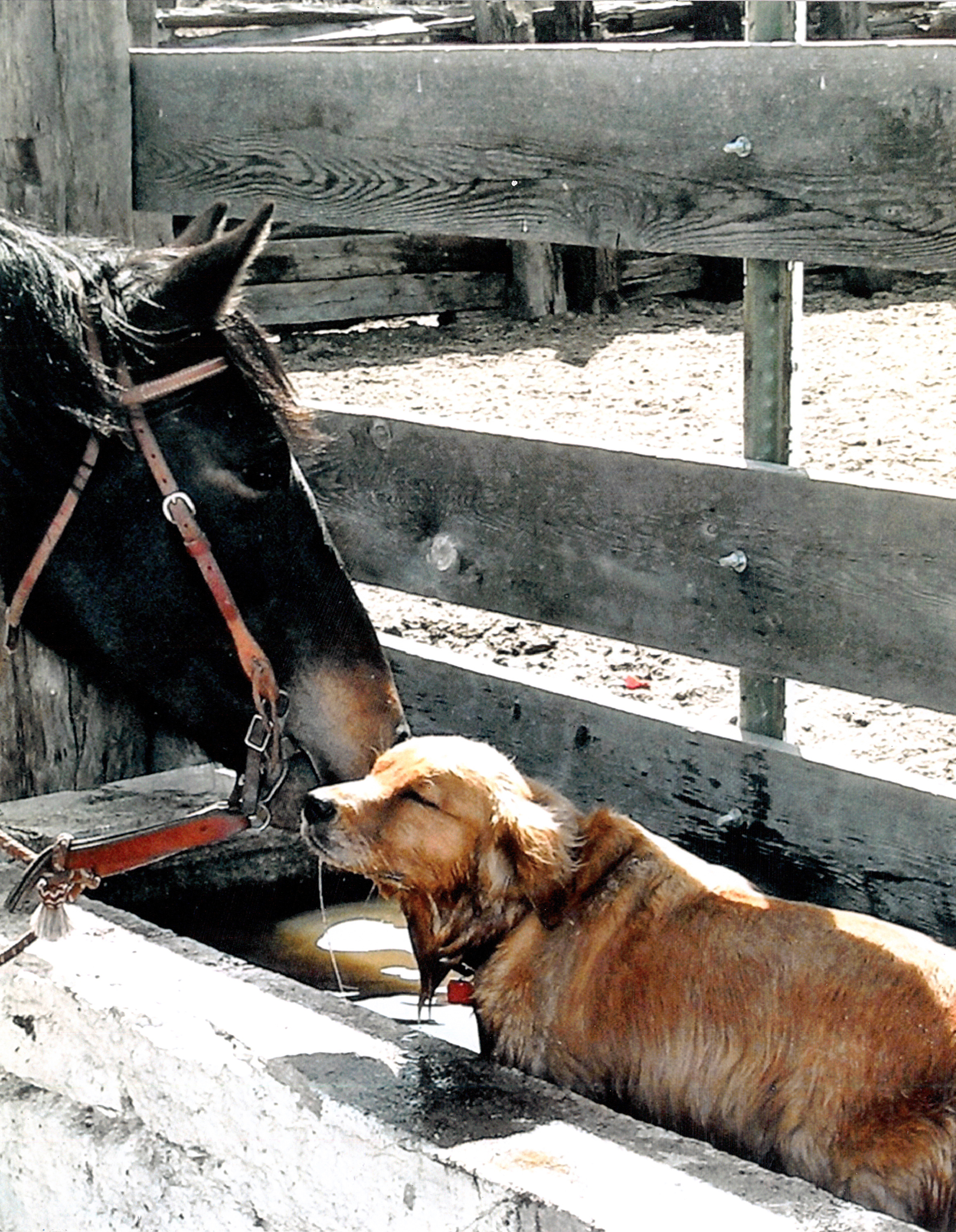 BuddiesForeverbyThomasBell_Peopleschoice