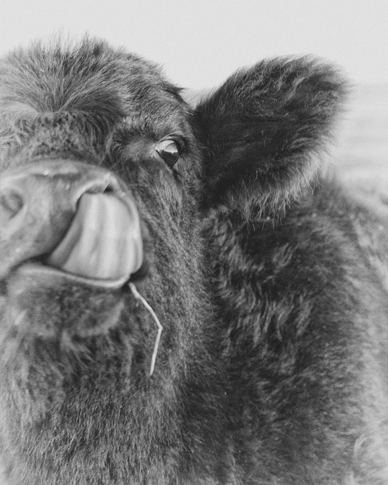 CanYouDoThis_DavidSchafer