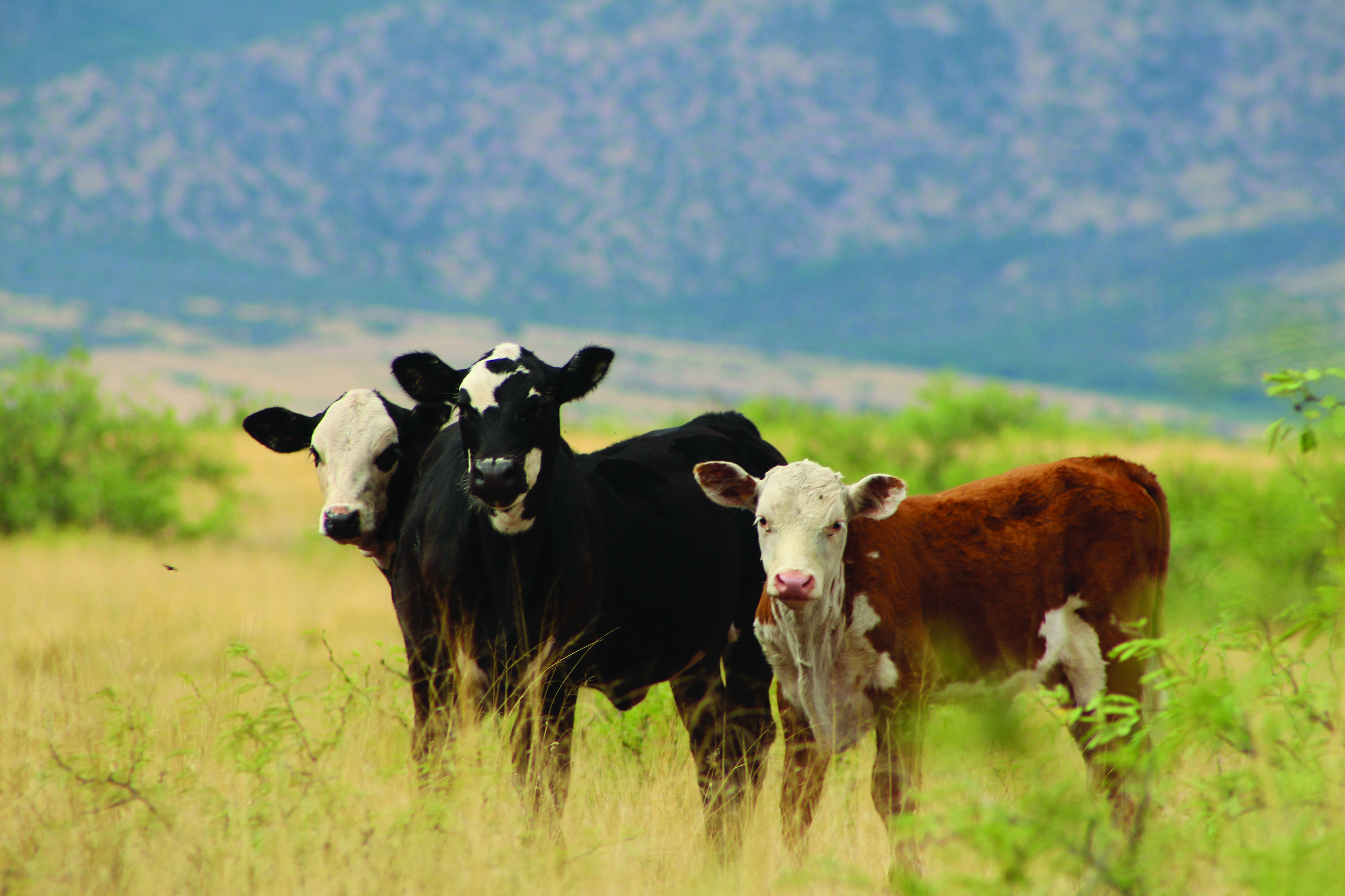 JustinLadd_Livestock_range