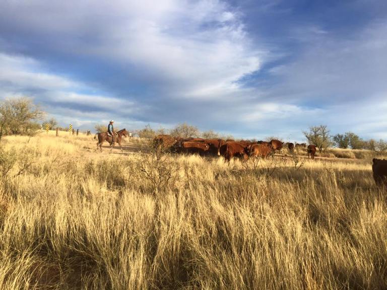 Meet Your Ranchers: The McGibbon Family – Arizona Beef Blog